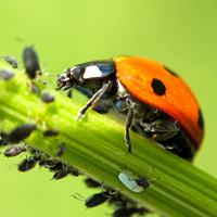 lutte biologique lutte biologique