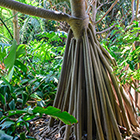 LOGO - PLANTES ET MILIEUX LOGO - PLANTES ET MILIEUX