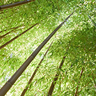 ILLUSTRATION_Monde des bambous ILLUSTRATION_Monde des bambous