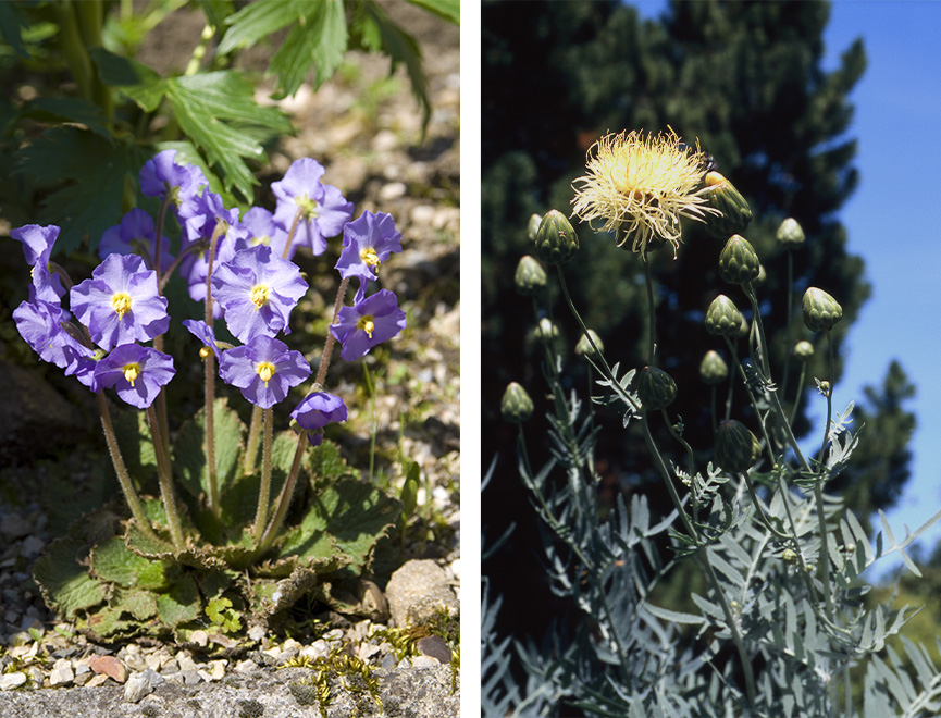 Plantes carnivores - Jardin botanique de Lyon