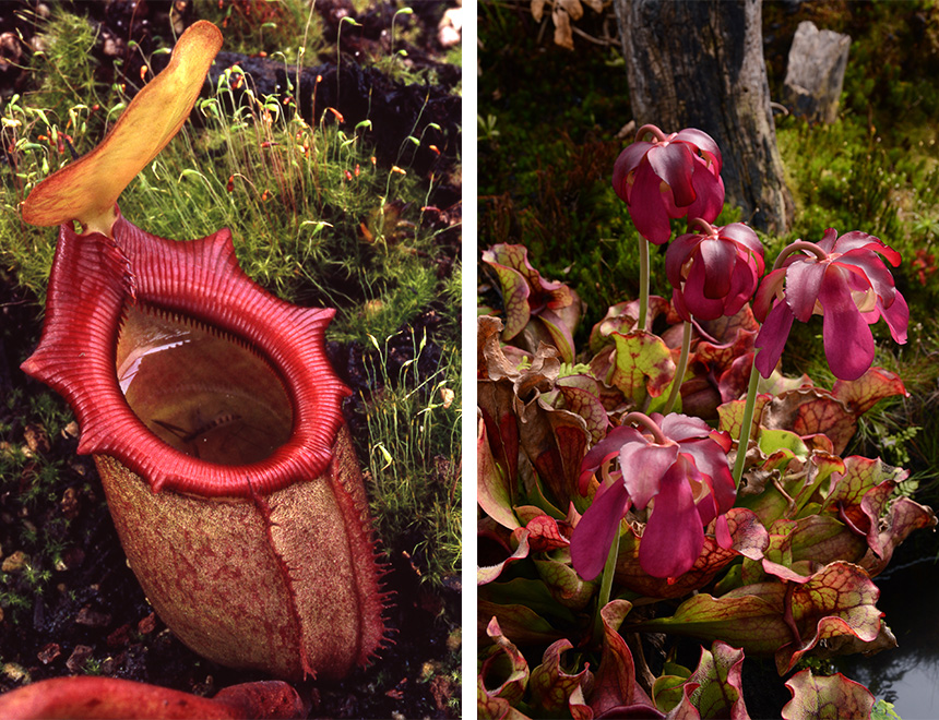 Plantes carnivores - Jardin botanique de Lyon