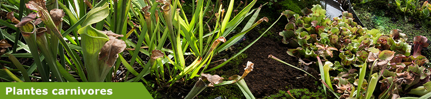 slider plantes carnivores