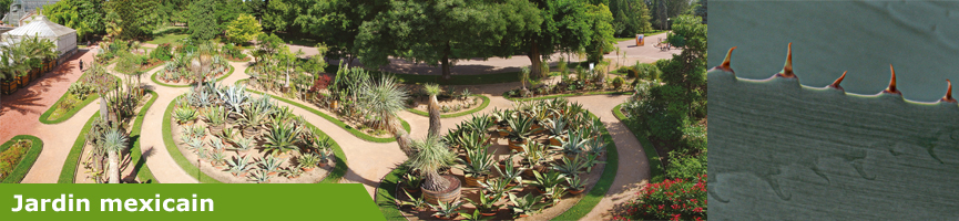 Bandeau Jardin mexicain