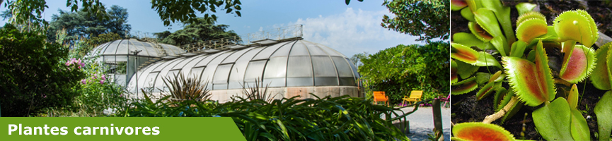 Bandeau Plantes carnivores