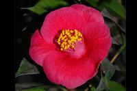 Camellia japonica ‘Grunelli’ Camellia japonica ‘Grunelli’