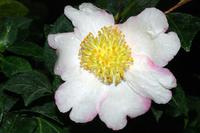 Camellia sasanqua Camellia sasanqua