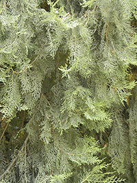 C. Dupreziana C. Dupreziana