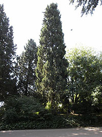 Cupressus dupreziana Cupressus dupreziana