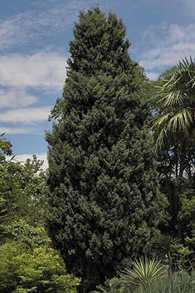 Cupressus dupreziana