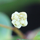 Logo amborella trichopoda Logo amborella trichopoda
