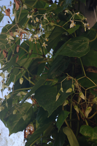Begonia glabra var. glabra Begonia glabra var. glabra