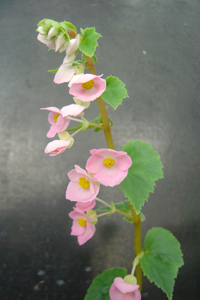 Begonia gracilis var. gracilis Begonia gracilis var. gracilis