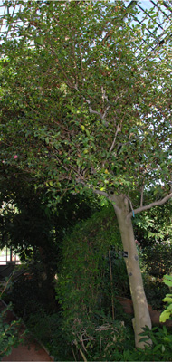 Camellia japonica var pomponia rosea Camellia japonica var pomponia rosea