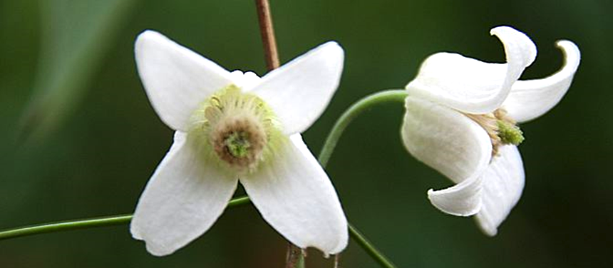 Clematis urophylla Clematis urophylla