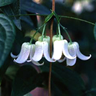 LOGO - Clematis urophylla LOGO - Clematis urophylla