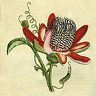 LOGO - Curtis magazine.jpg LOGO - Curtis magazine.jpg