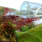 LOGO - Begonia pteridiformis réduite - ©A. Donzet LOGO - Begonia pteridiformis réduite - ©A. Donzet