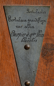 plaque plaque