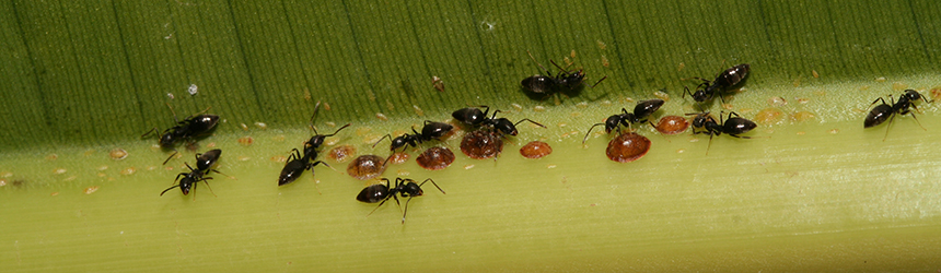 BANDEAU - Fourmis dans nos serres BANDEAU - Fourmis dans nos serres