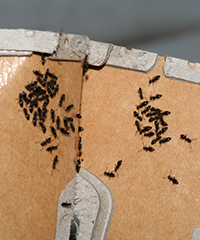 ILLUSTRATION - Fourmis dans nos serres ILLUSTRATION - Fourmis dans nos serres