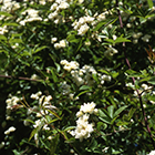 LOGO - Rosa banksiae banksiae auteur F. MULLER LOGO - Rosa banksiae banksiae auteur F. MULLER