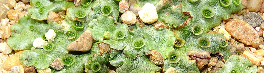 Bandeau marchantia polymorpha Bandeau marchantia polymorpha
