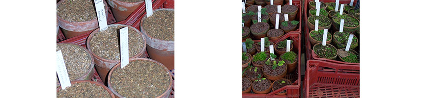 Controle Marchantia Controle Marchantia