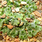 LOGO Marchantia LOGO Marchantia