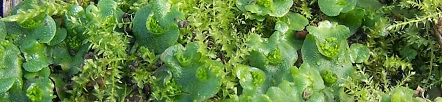 Lunularia crutiata Lunularia crutiata
