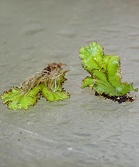 Marchantia 1 Marchantia 1