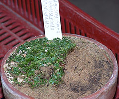 Marchantia sable tamisé Marchantia sable tamisé