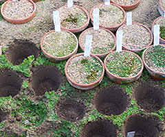 Prolifération Marchantia Prolifération Marchantia