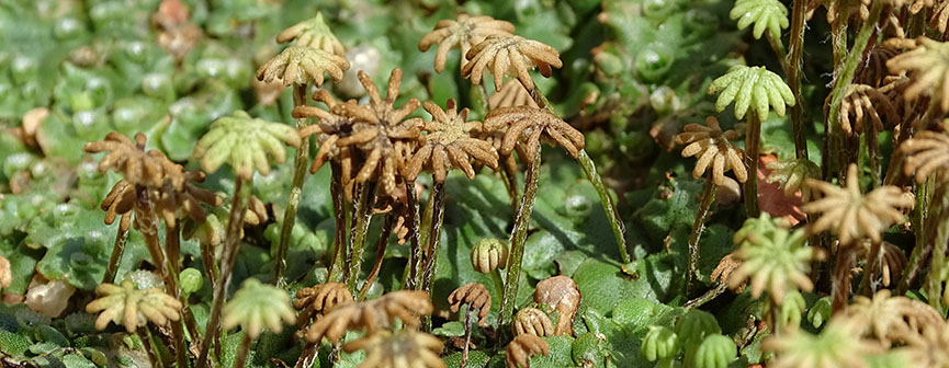 Reproduction Marchantia Reproduction Marchantia