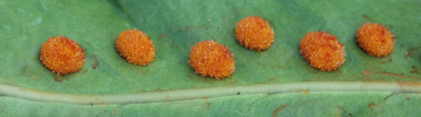 BANDEAU_Pteridophyte et pédagogie BANDEAU_Pteridophyte et pédagogie