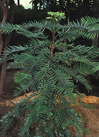 ILLUSTRATION_Pteridophyte et pédagogie ILLUSTRATION_Pteridophyte et pédagogie