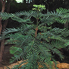 LOGO_Pteridophyte et pédagogie LOGO_Pteridophyte et pédagogie