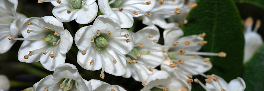 BANDEAU - Rhododendron micranthum BANDEAU - Rhododendron micranthum