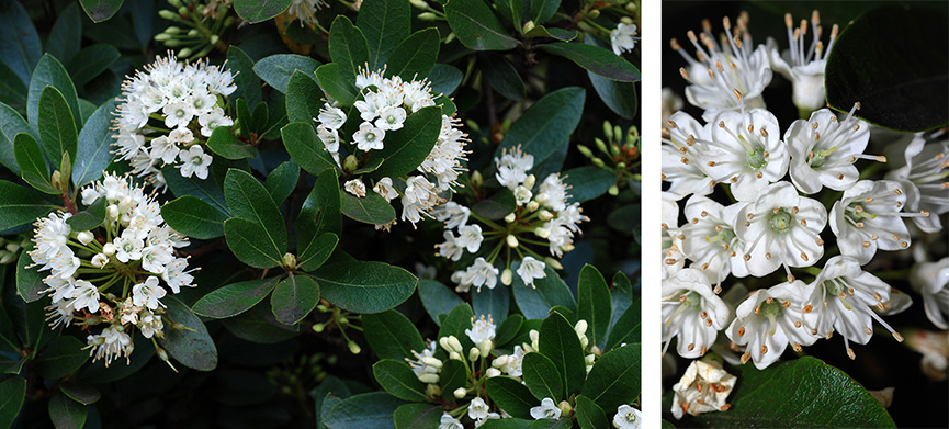 ILLUSTRATION 2 - Rhododendron micranthum ILLUSTRATION 2 - Rhododendron micranthum