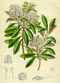 ILLUTRATION - Rhododendron micranthum Curtis's Botanical Magazine t. ILLUTRATION - Rhododendron micranthum Curtis's Botanical Magazine t.