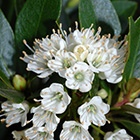 LOGO - Rhododendron micranthum LOGO - Rhododendron micranthum
