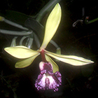 LOGO_vanilla_imperialis LOGO_vanilla_imperialis