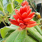 LOGO - Costus osae LOGO - Costus osae