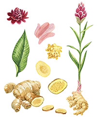 ILLUSTRATION - COURS DE BOTANIQUE ILLUSTRATION - COURS DE BOTANIQUE