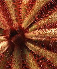 ILLUSTRATION - CULTURE DES PLANTES CARNIVORES.jpg ILLUSTRATION - CULTURE DES PLANTES CARNIVORES.jpg