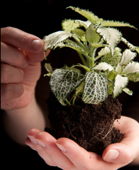 ILLUSTRATION- ENTRETIEN PLANTE INTERIEUR.jpg ILLUSTRATION- ENTRETIEN PLANTE INTERIEUR.jpg