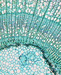 ILLUSTRATION-Cours botanique_au coeur végétal©Fotolia_Claudio Divizia ILLUSTRATION-Cours botanique_au coeur végétal©Fotolia_Claudio Divizia