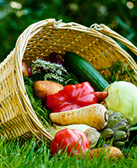 ILLUSTRATION_ TOUS AU POTAGER ILLUSTRATION_ TOUS AU POTAGER