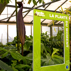 La plante du moment La plante du moment