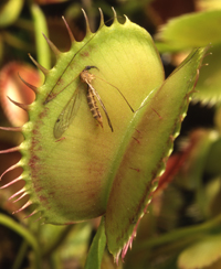 ILLUSTRATION - PLANTES CARNIVORES ILLUSTRATION - PLANTES CARNIVORES