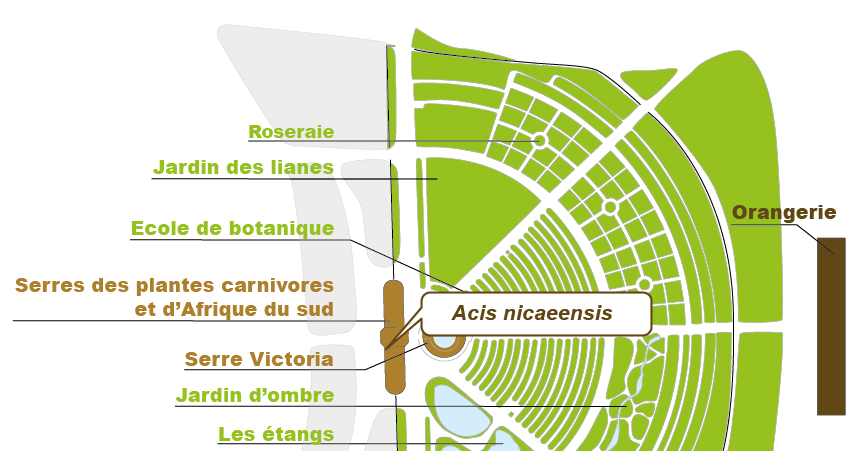 Plan_web - Acis nicaensis Plan_web - Acis nicaensis